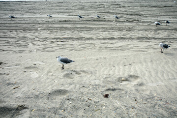 A Small Fluffy Seagull on the Beach