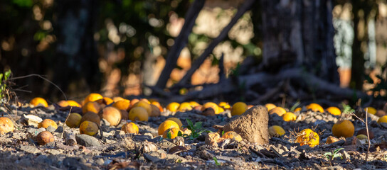 yellow fruits fallen from the tree on the floor