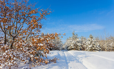 rural road throug snowbound forest, winter outdoor scene