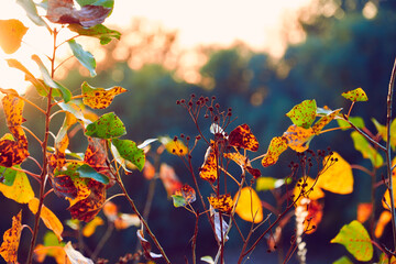 closeup of colorful autumn leaves at sunset, bright sunlight and forest backdrop, beautiful wild nature, landscape with dark trees