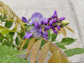 Wunderschöne lila Blüte einer Kletterpflanze