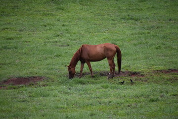 horse on field