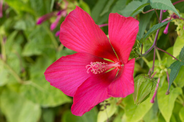 red hibiscus flower or chinese rose close up