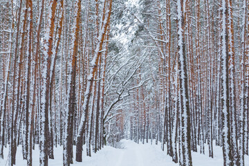 quiet winter pine tree forest covered by a snow, winter natural background