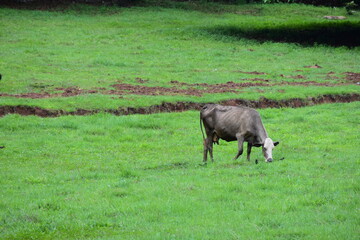 Cow on the field feeding