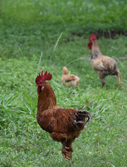 Chicken on the road