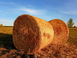 Harvesting hay in a field in the fall for farm animals. High quality photo