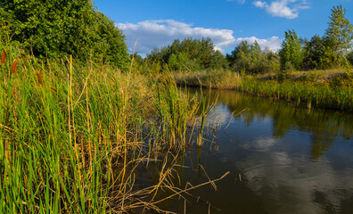Obraz premium small lake in a forest, summer outdoor scene