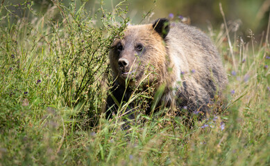 Grizzly bear