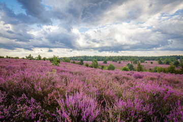 Naklejka na ściany i meble Heather august blossom in the Lueneburger Heide in Nothern Germany