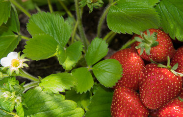 Red strawberry. Fresh organic berries. Fruit background