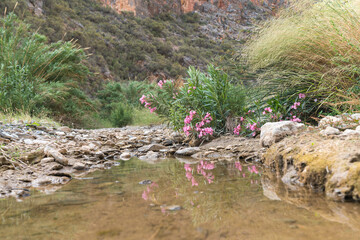 Shrub with pink flowers on a river bed