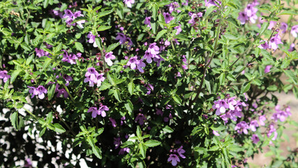 Mint Bush with purple flowers growing in a garden. Prostanthera ovalifolia