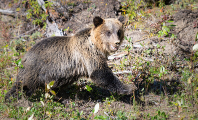Fototapeta premium Grizzly bear