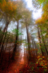 Image of colorful leaves falling down from tree branches in autumn.  Uludag National Park. Bursa, Turkey.