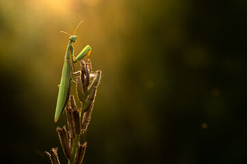 Praying mantis in the natural environment, Mantis religiosa
