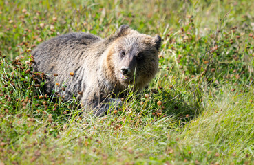 Grizzly bear