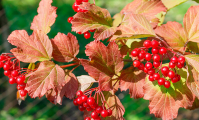 Red viburnum berries and orange leaves