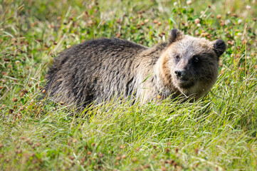 Fototapeta premium Grizzly bear