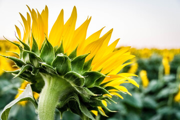 sunflower in the garden