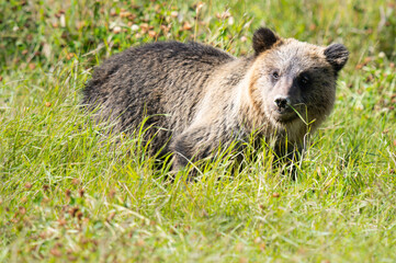 Fototapeta premium Grizzly bear