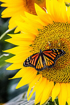 sunflower with butterfly