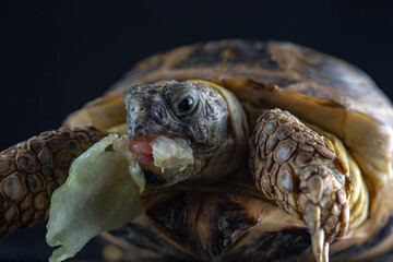 Portrait of a turtle in the studio on a wooden background with cabbage in the mouth.
