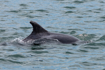 Obraz premium Delfin