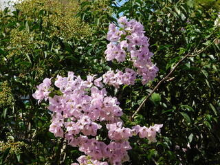 A blooming bougainvillea plant with pink flowers, in Glyfada, Greece