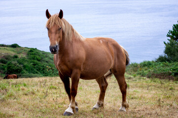 Fototapeta premium A horse grazing and living free in a hill of Cantabria