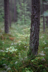 Obraz premium Foggy Woodland Photo with shallow depth of field good background