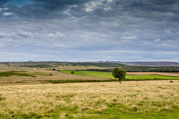 single tree in the field under grey heavy clouds in the sky