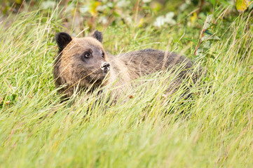 Fototapeta premium Grizzly bear in the wild