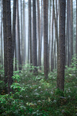 Foggy Woodland Photo with shallow depth of field good background
