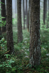 Foggy Woodland Photo with shallow depth of field good background