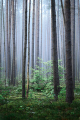 Obraz premium Foggy Woodland Photo with shallow depth of field good background