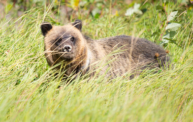 Grizzly bear in the wild