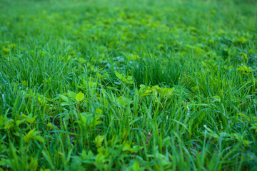 Green meadow grass field summer background