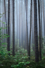Foggy Woodland Photo with shallow depth of field good background