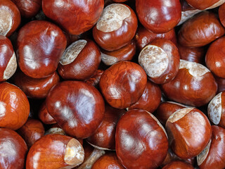 Früchte der Rosskastanie, Aesculus hippocastanum