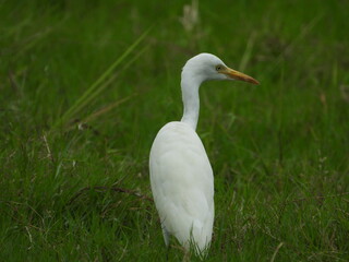 Fototapeta premium great heron