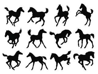 Hand drawn vector set of silhouettes of  foal isolated on white background. Black and white  stock illustration of baby horse.