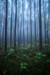 Naklejka premium Foggy Woodland Photo with shallow depth of field good background