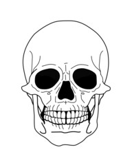 human skull science halloween, Human biology and anatomy, hexe