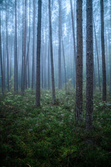 Foggy Woodland Photo with shallow depth of field good background