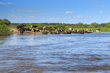 Herd of cows grazing on the river bank enter the river and drink water