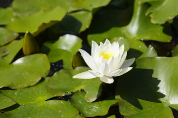 nenufar