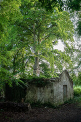 Old Cottage Ruins Ireland
