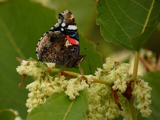 Red admiral butterfly (Vanessa atalanta) on fallopia flowers, Polan