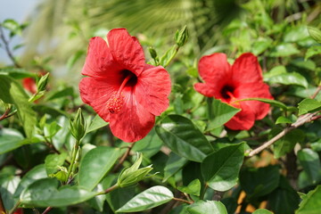 eine rote Hibiskus Blume